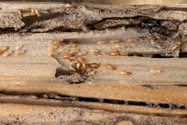 Best Pest Control Near Me in Signal Mountain, TN